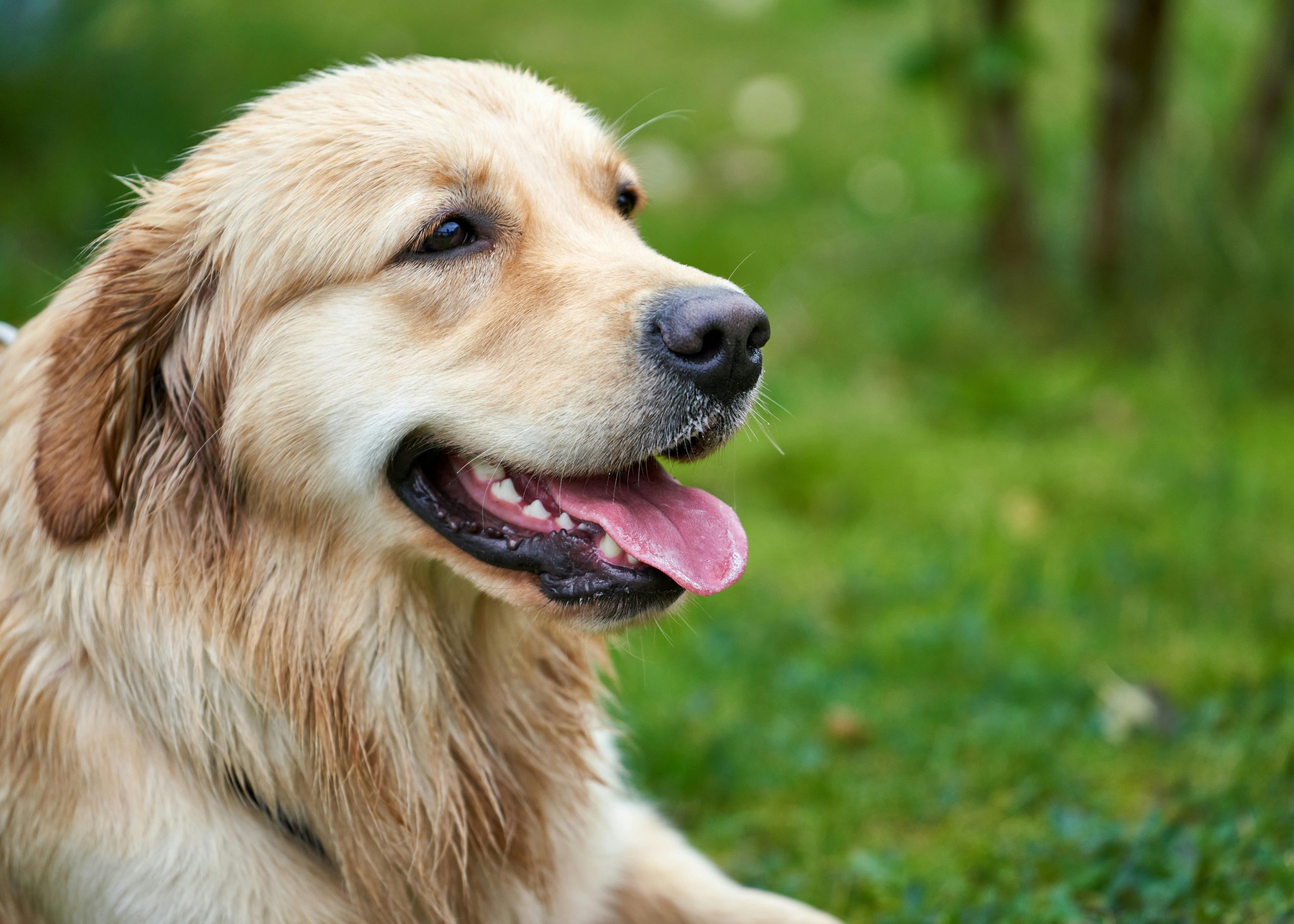 Can Golden Retrievers Eat Blueberries?