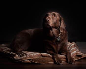 PetWireDaily — What Is The Best Dog Bed For Arthritis? 7 Great Products