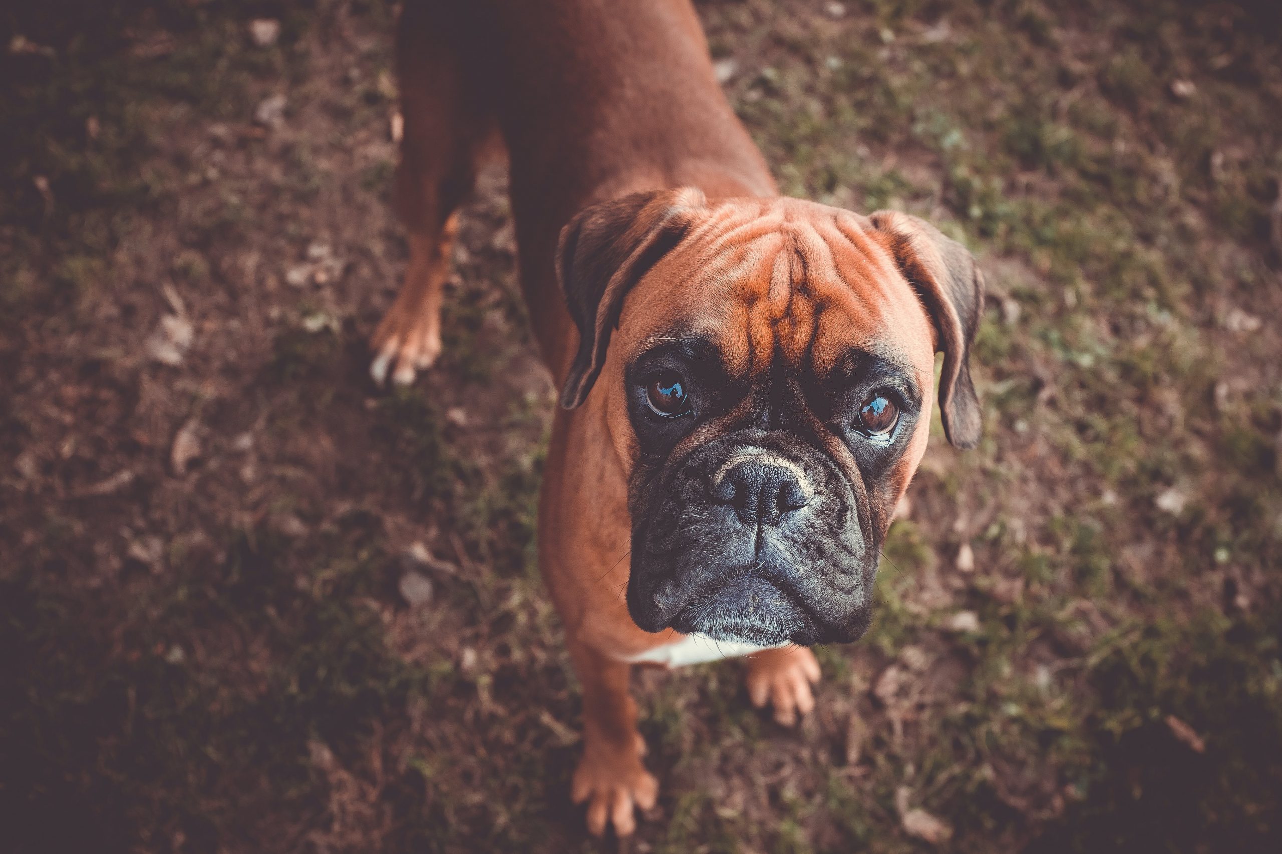 Can Boxers Eat Blueberries?