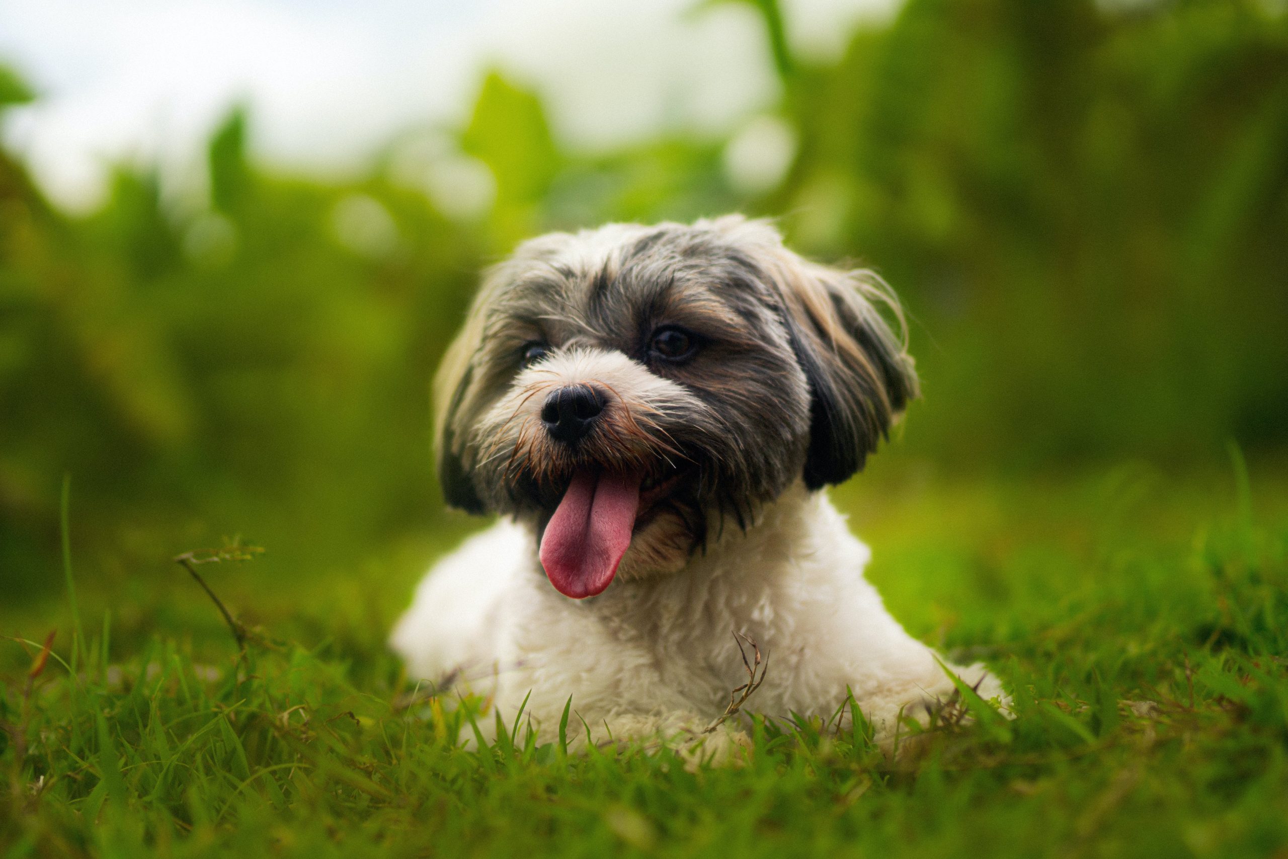 How to Help a Havanese Lose Weight