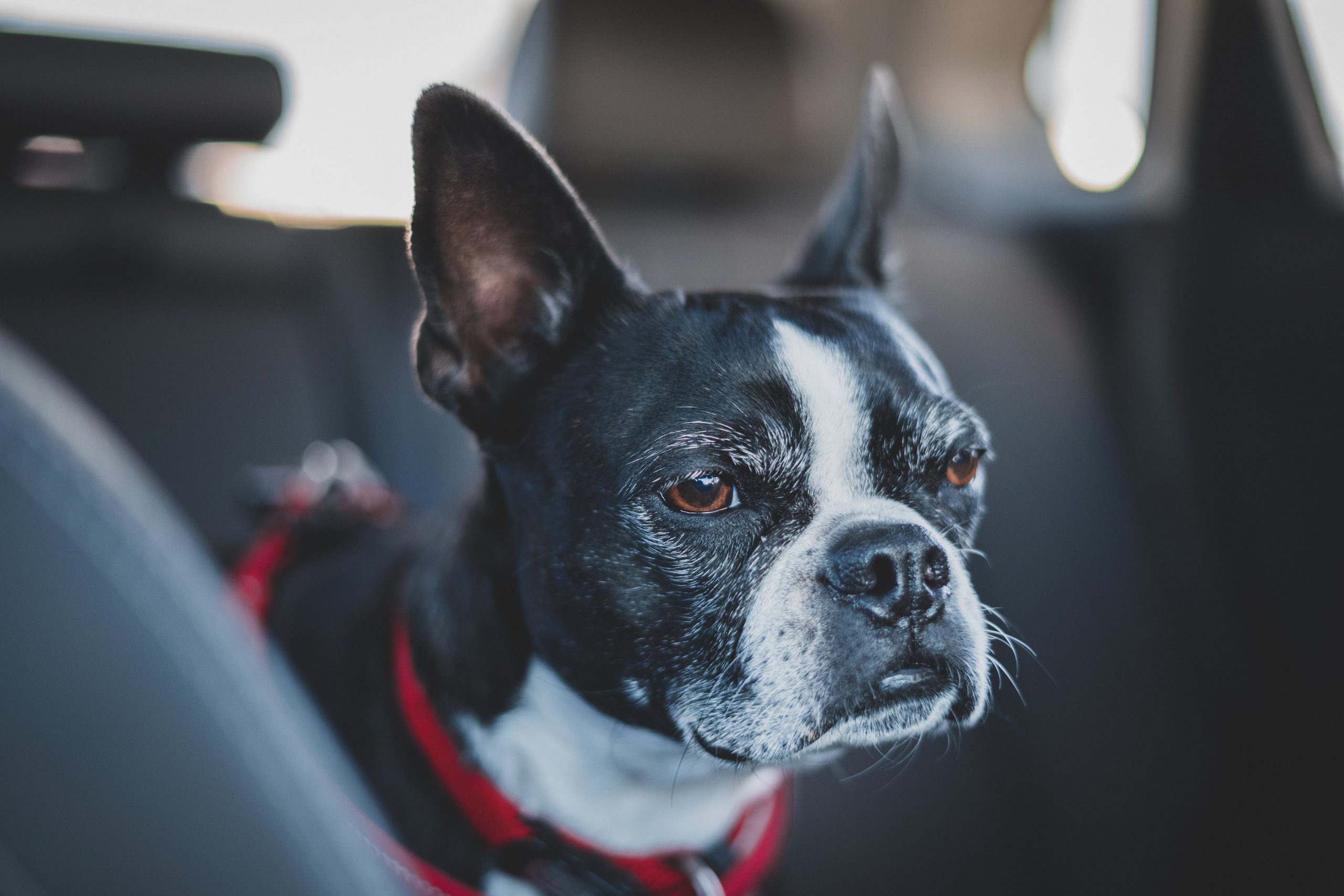 Are Boston Terriers The Worst Dog? – Food for Thought
