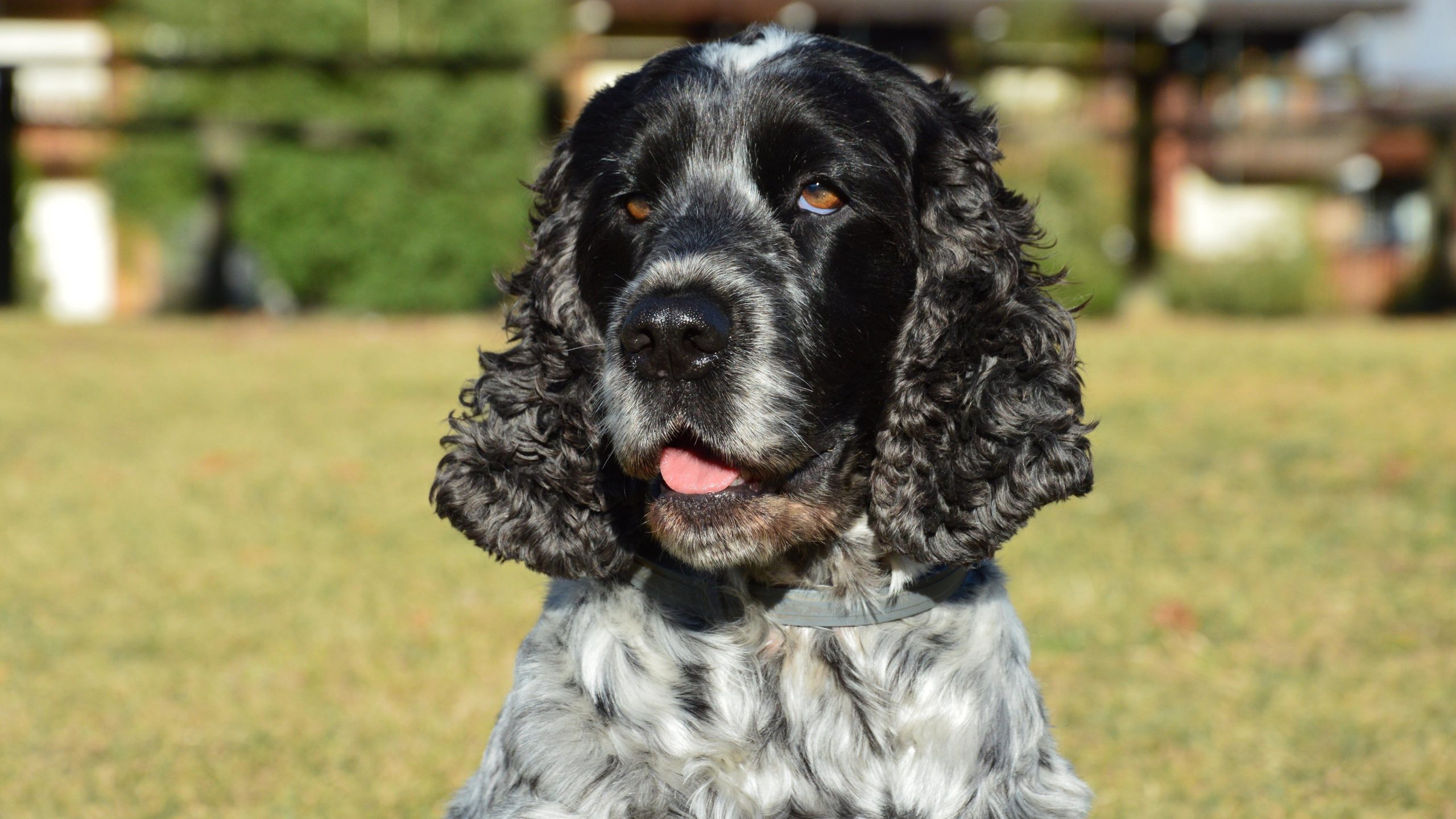 Are Cocker Spaniels The Worst Dog? – Food for Thought