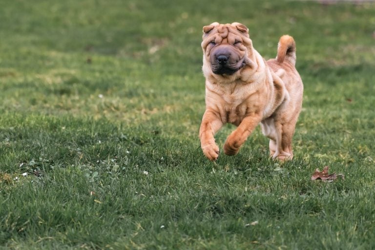 12 Dog Breeds That Are Adorably Clumsy and Awkward - iHeartDogs.com