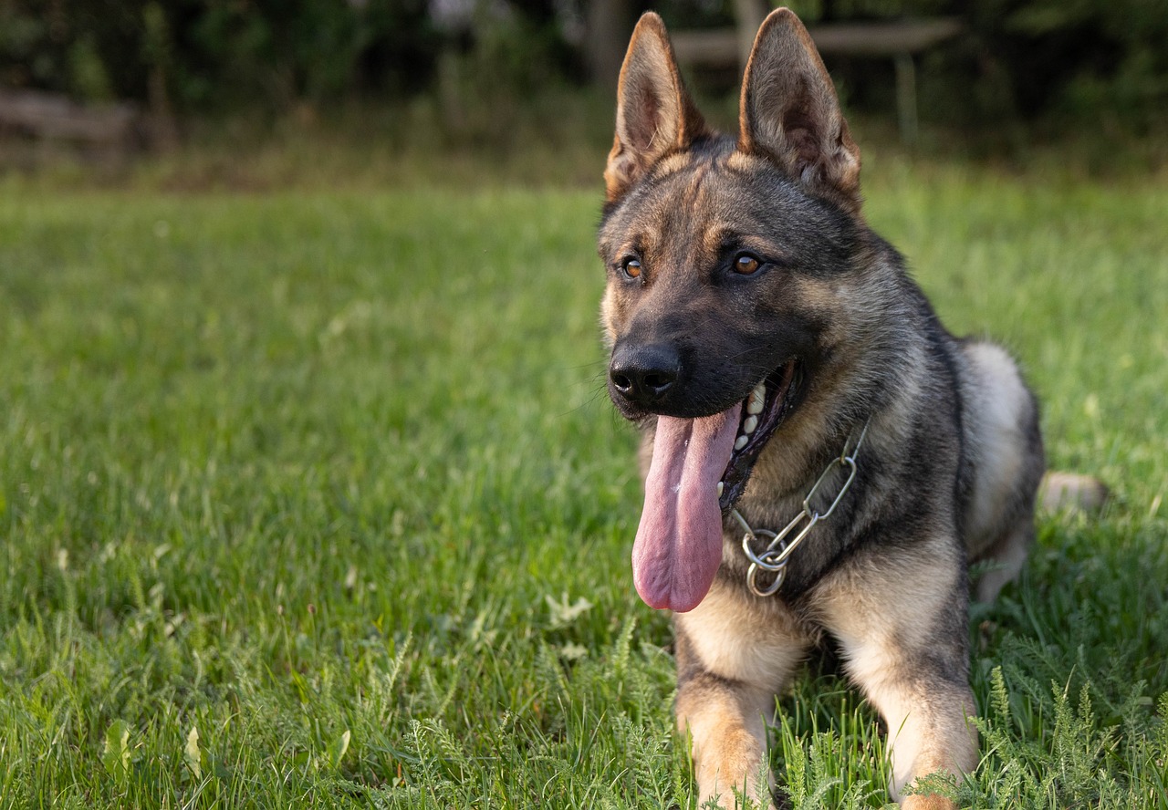 10 Canine Breeds Recognized for Their Excessive Intelligence and Drawback-Fixing Expertise