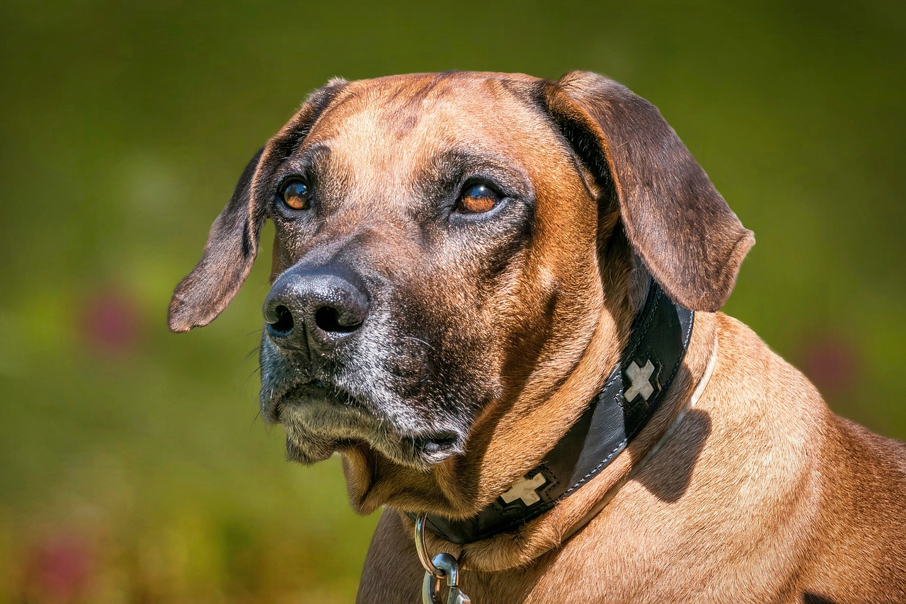 How to Help a Rhodesian Ridgeback Lose Weight