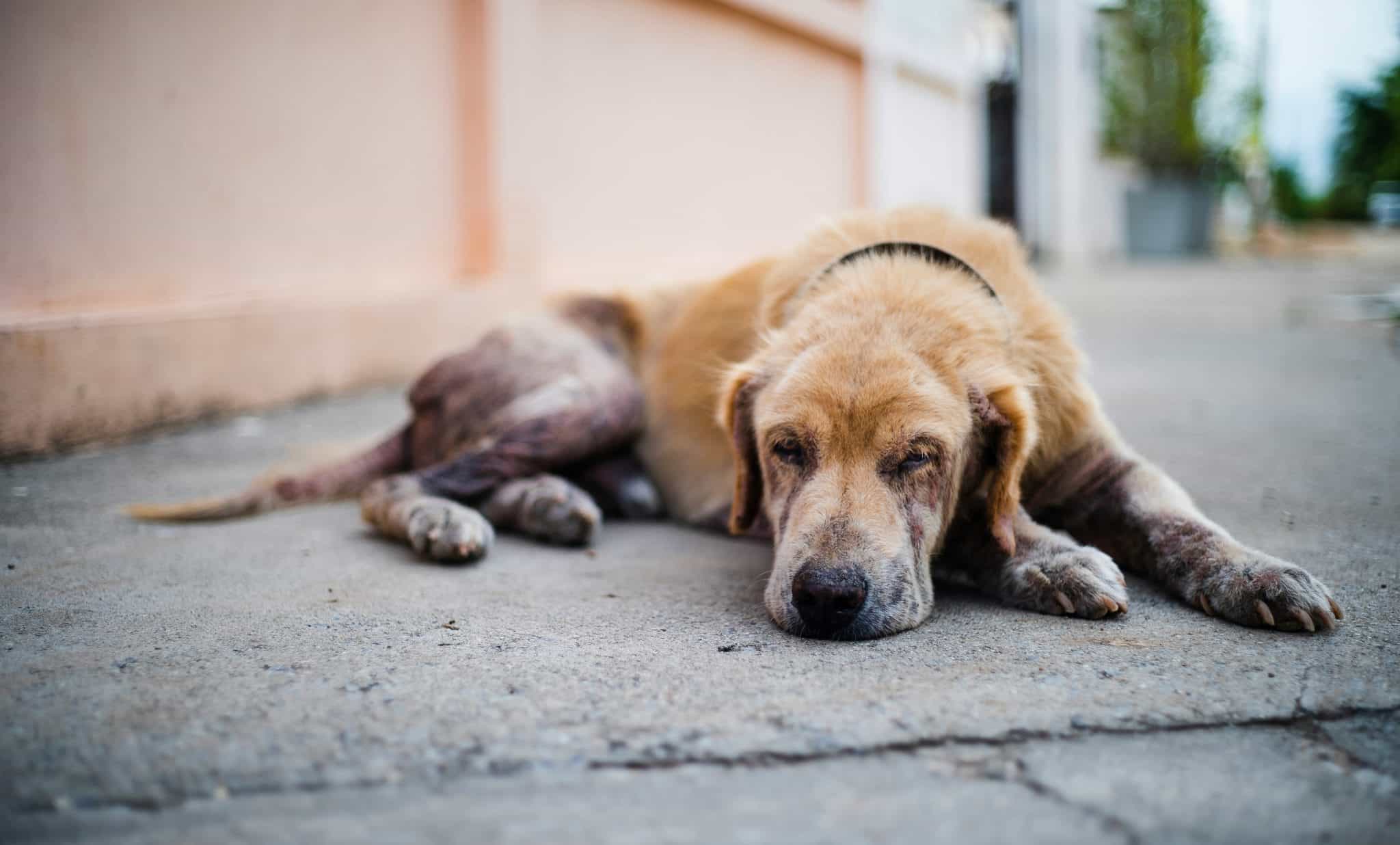 Dogs Dry Skin in Winter: 6 Soothing Strategies for Dry Skin on Dogs