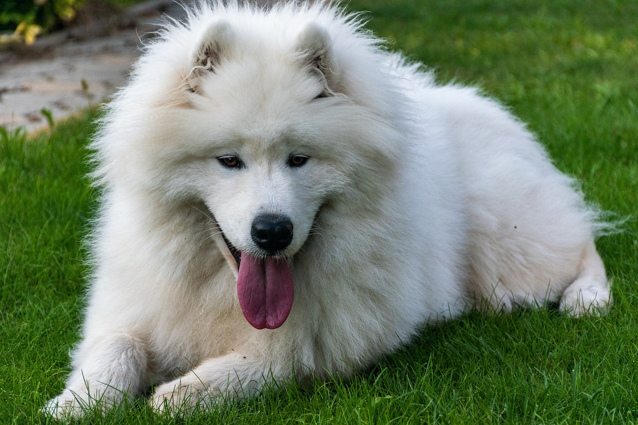 How to Help a Samoyed Lose Weight