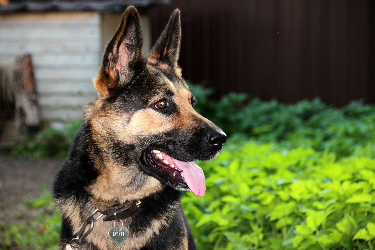 Are German Shepherds The Worst Dog? – Food for Thought