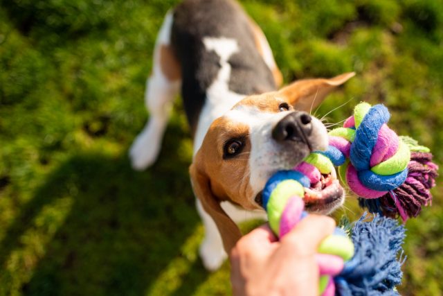 Dog,Beagle,Pulls,Toy,And,Tug-of-war,Game.,Dog,Themed,Background