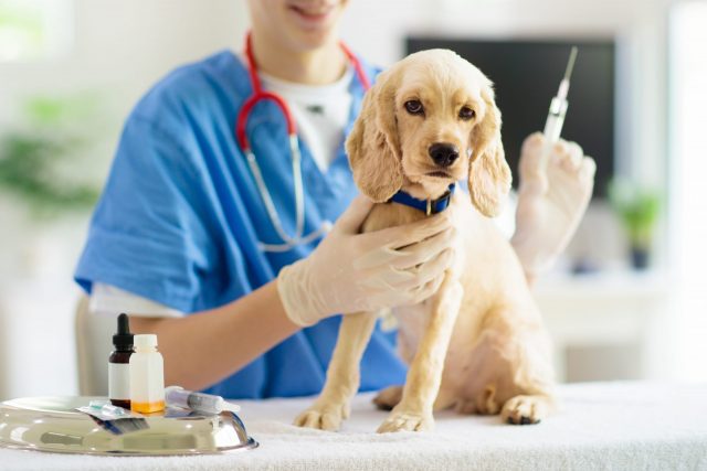 vaccins pour chiens
