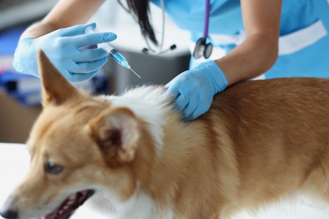 vaccins pour chiens