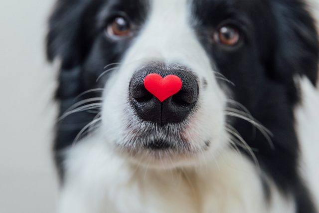 valentine's day gifts for dogs