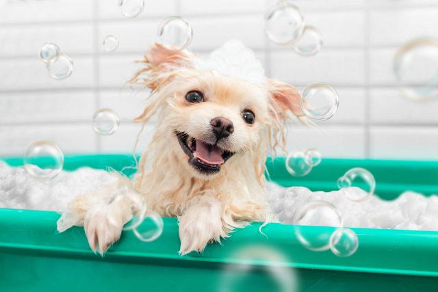 dog bath tub