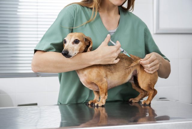 What vaccinations do dogs need