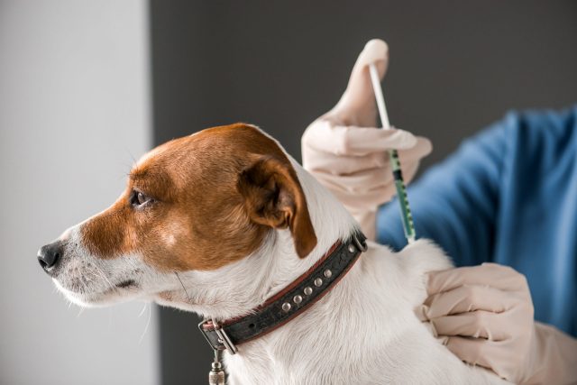 vaccins pour chiens 