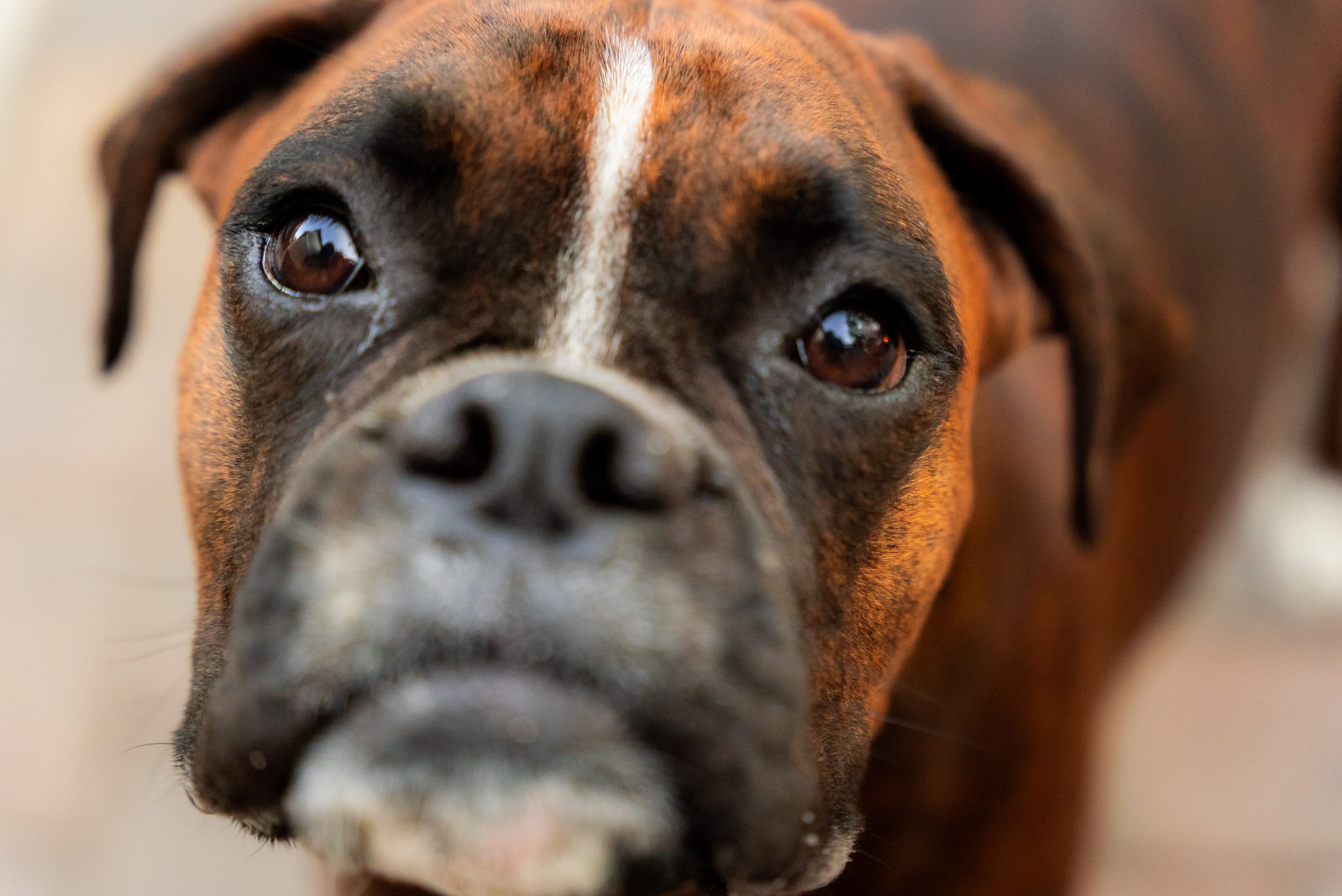 10 Dog Breeds With The Most Expressive Eyes – KeyPetCare.com