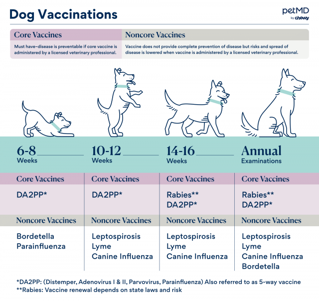 calendrier de vaccination des chiens