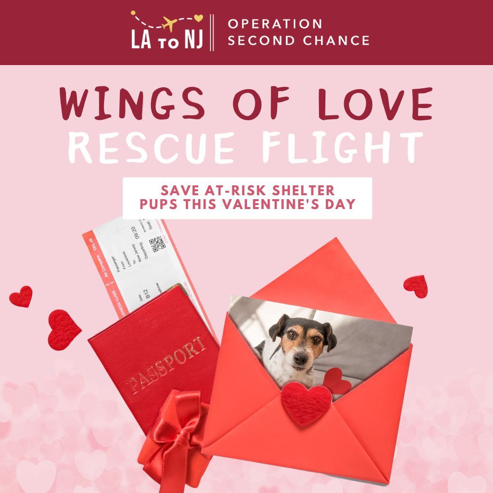 Wings of Love Rescue Flight – Donate To Help Save At-Risk Shelter Dogs This Valentine’s Day