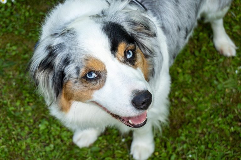 Australian Shepherd Lifespan - What to Expect & How to Help an ...