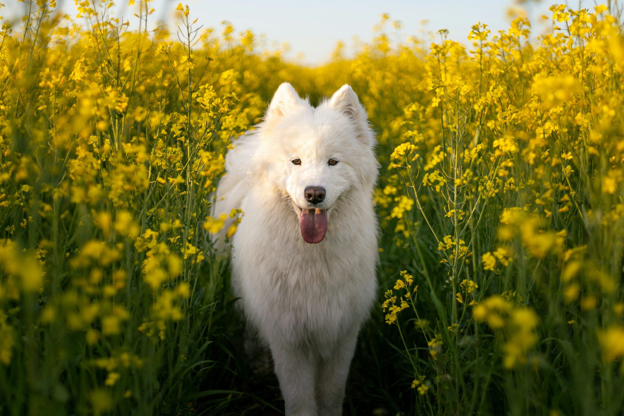 Samoyed Lifespan – What to Expect & How to Help a Samoyed Live Longer