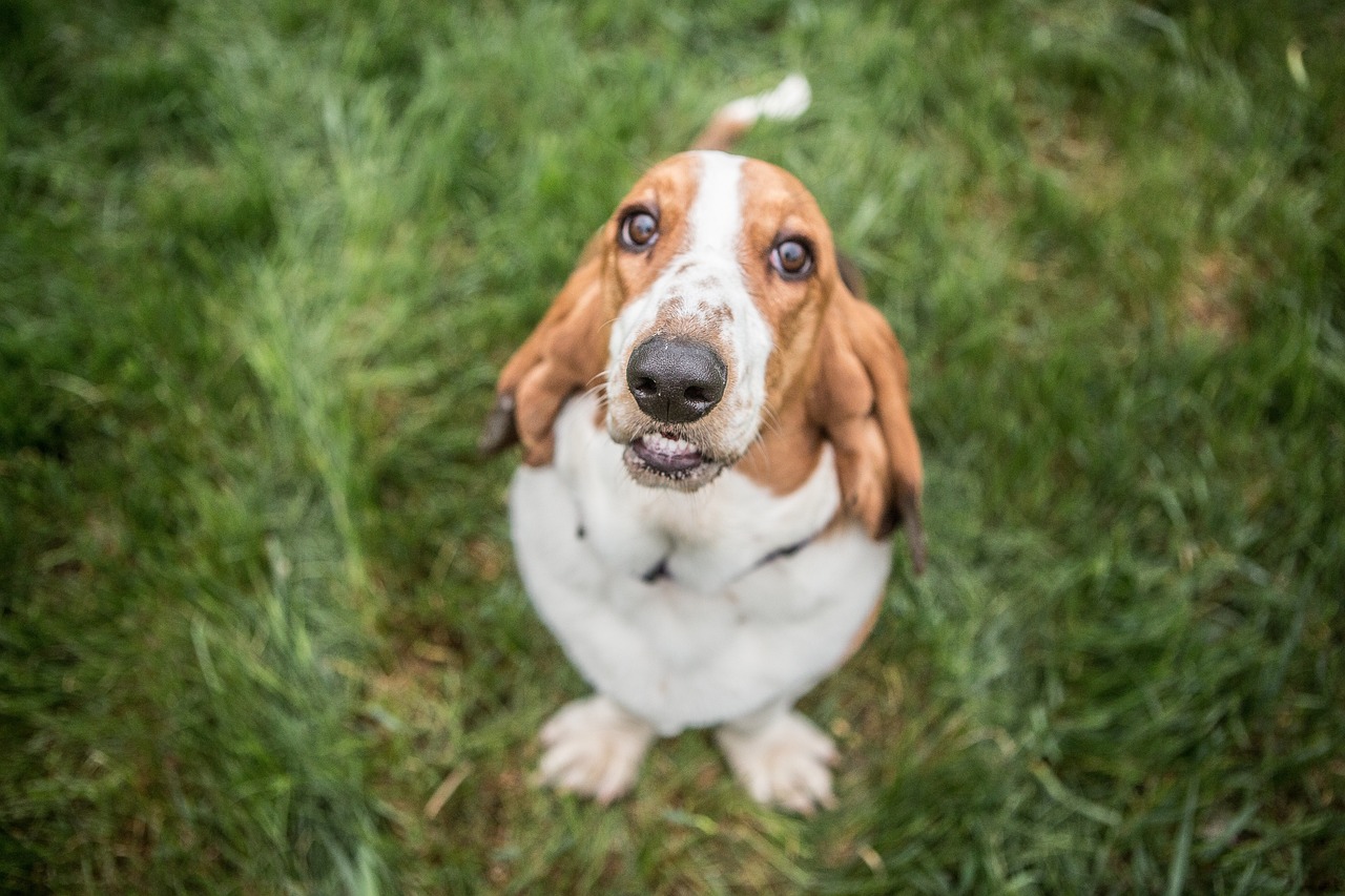 Basset Hound Lifespan – What to Count on & Easy methods to Assist a Basset Hound Stay Longer