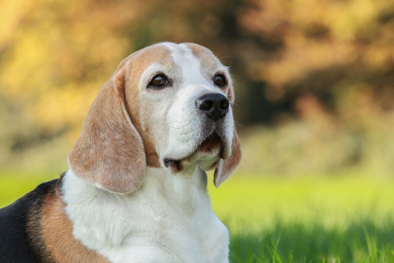 The Best 20 Dog Breeds For First-time Owners