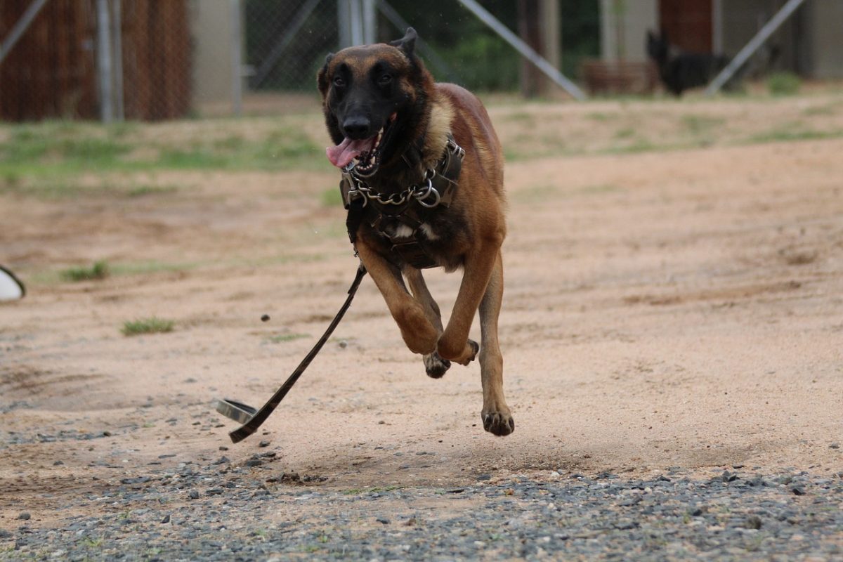  Belgian Malinois bursting into a focused, playful zoomie moment