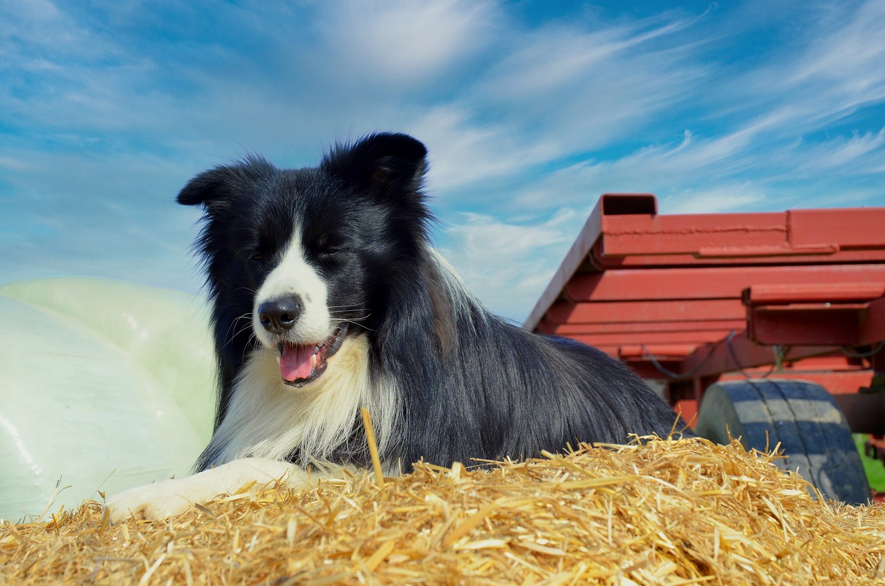 Border Collie Lifespan – What to Expect & How to Help a Border Collie Live Longer