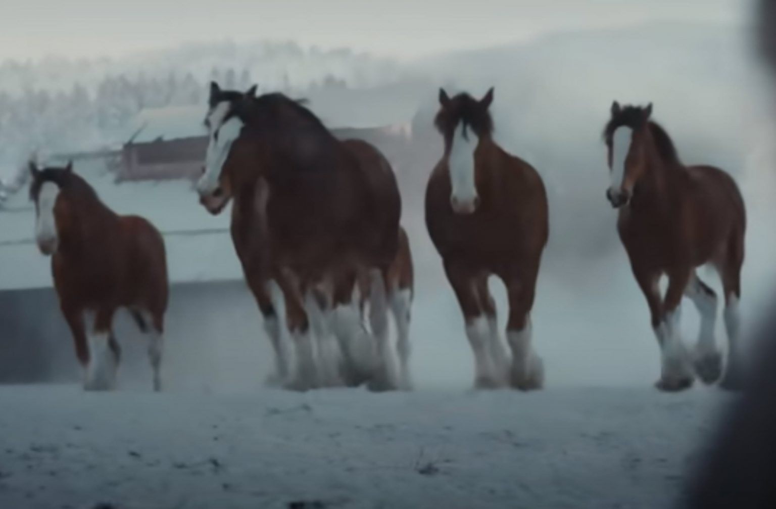 Publicité du Super Bowl 2024 pour les Clydesdales de Budweiser Ils