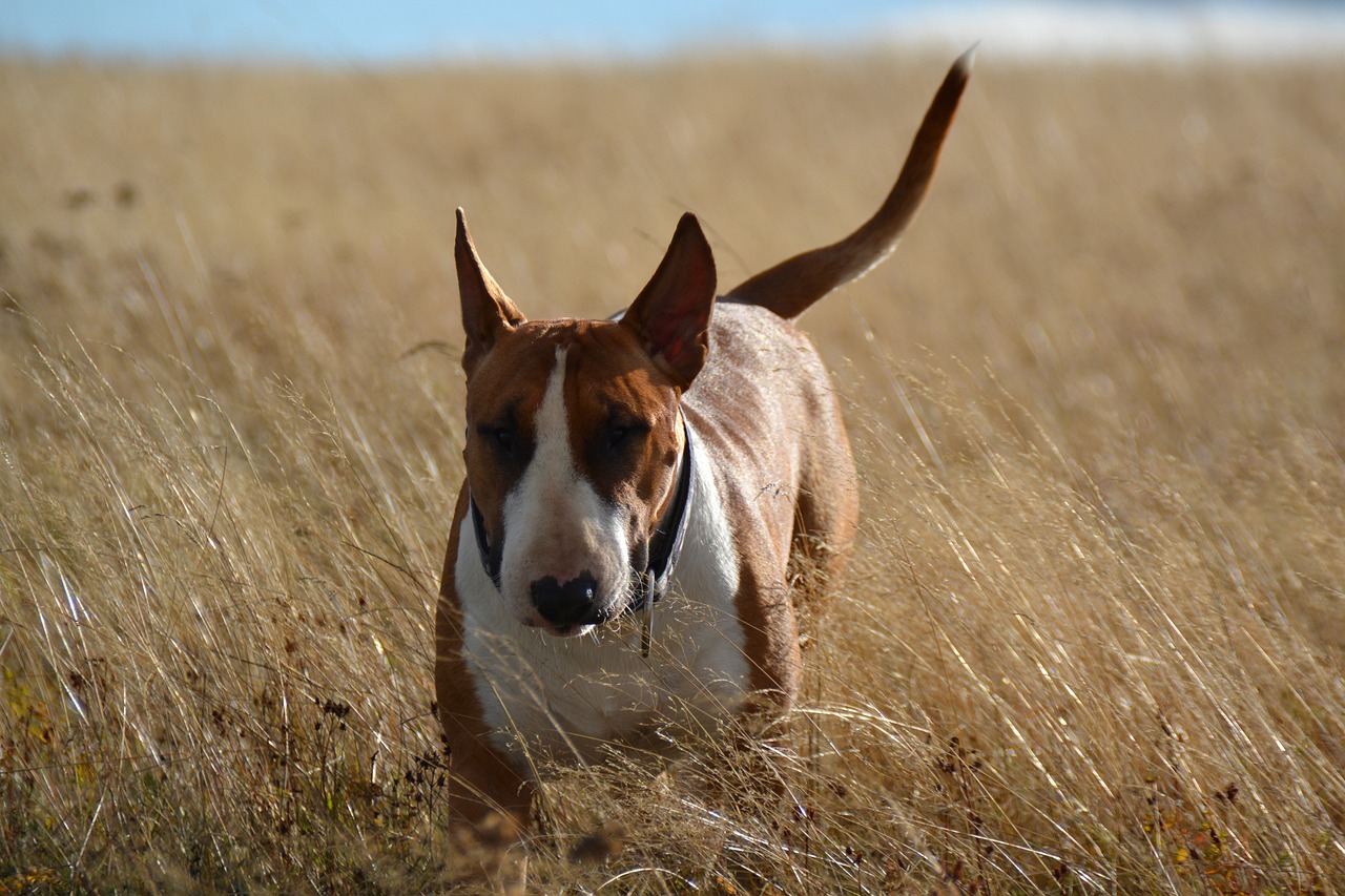 Bull Terrier Lifespan – What to Expect & How to Help a Bull Terrier Live Longer