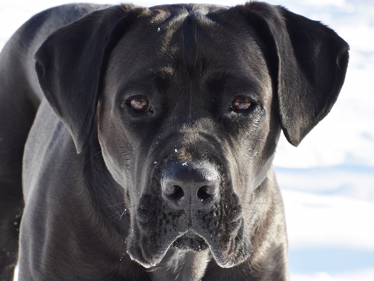 Cane Corso Lifespan – What to Count on & How you can Assist a Cane Corso Dwell Longer