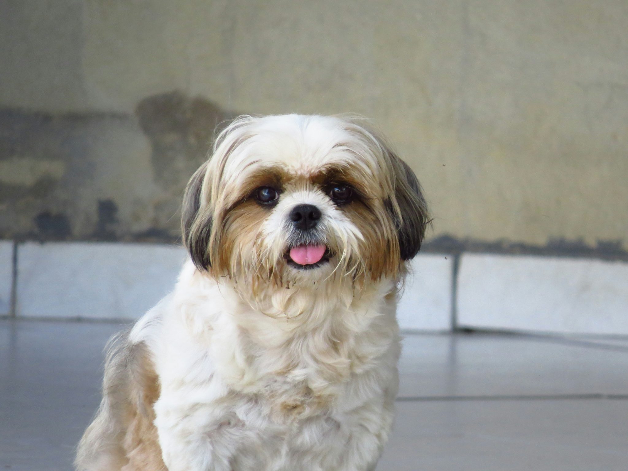 Extending Your Shih Tzu's Lifespan: Practical Tips