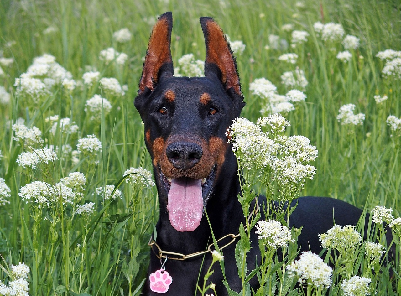 10 Life Lessons You Can Learn from a Doberman