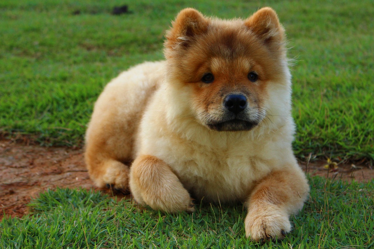 10 Life Lessons You Can Learn from a Chow Chow thumbnail