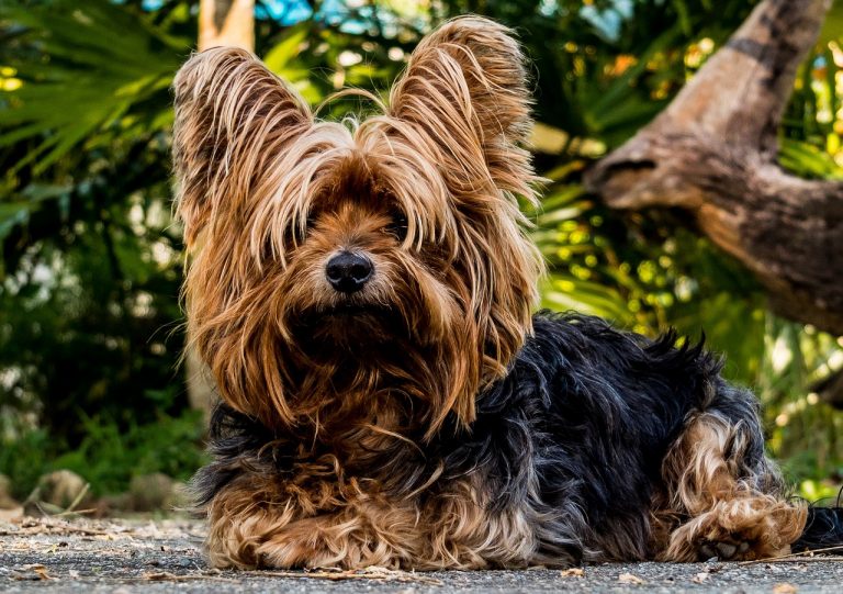 8 LongHaired Small Dog Breeds