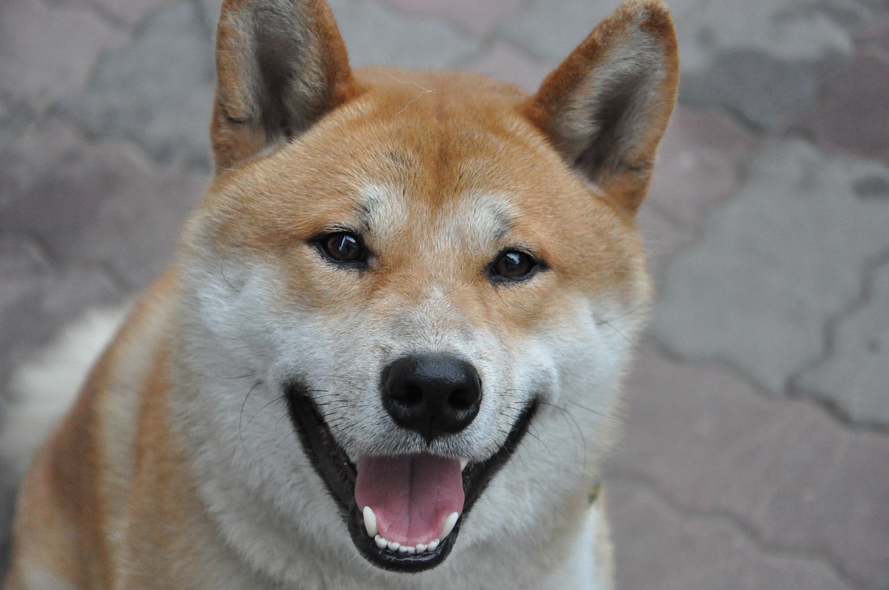 10 Dog Breeds Similar to Shiba Inus