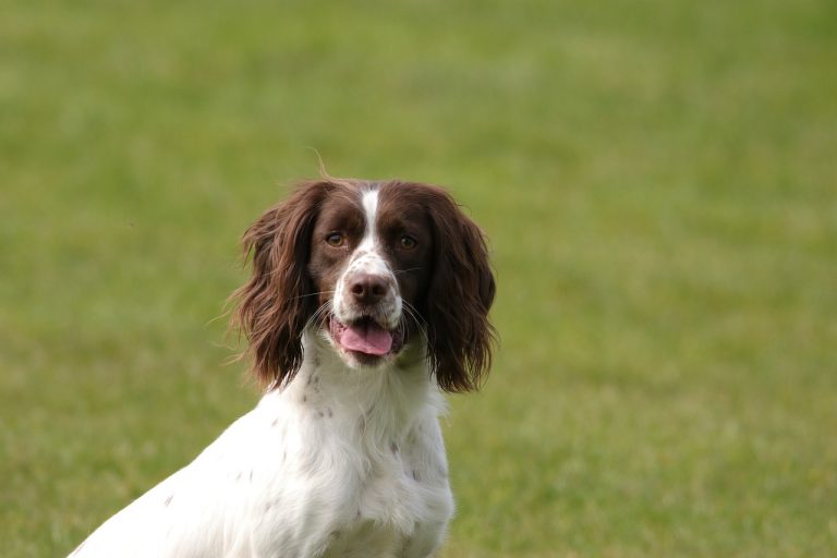 English Springer Spaniel Lifespan - What to Expect & How to Help an