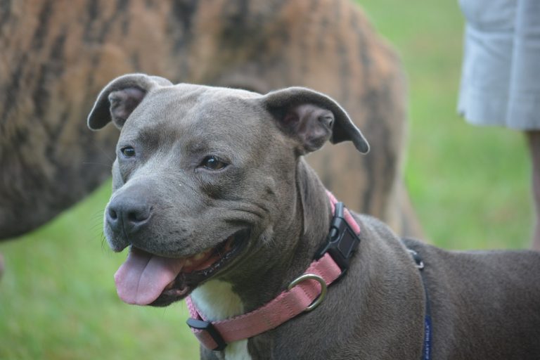 Pit Bull Lifespan - What to Expect & How to Help a Pit Bull Live Longer