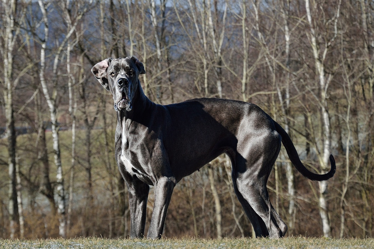 The Lifespan of a Great Dane: What to Expect and Tips for Prolonging Their Life