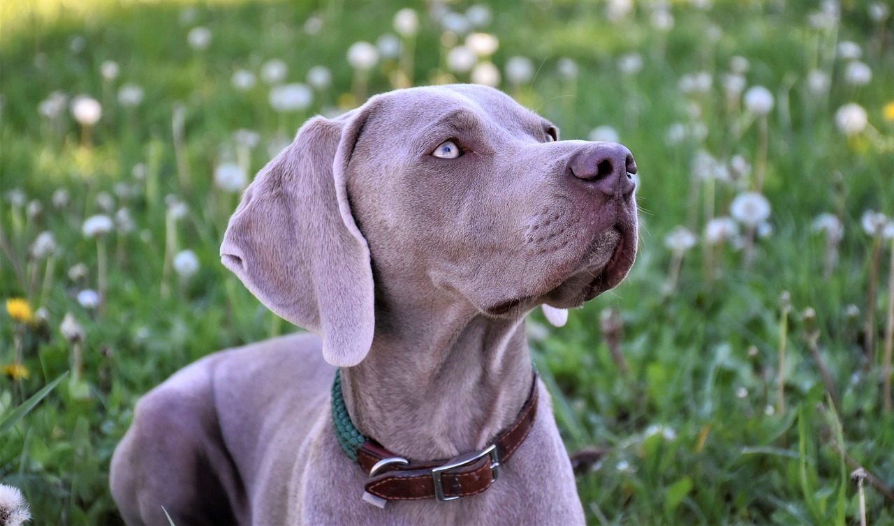 10 Life Lessons You Can Learn from a Weimaraner