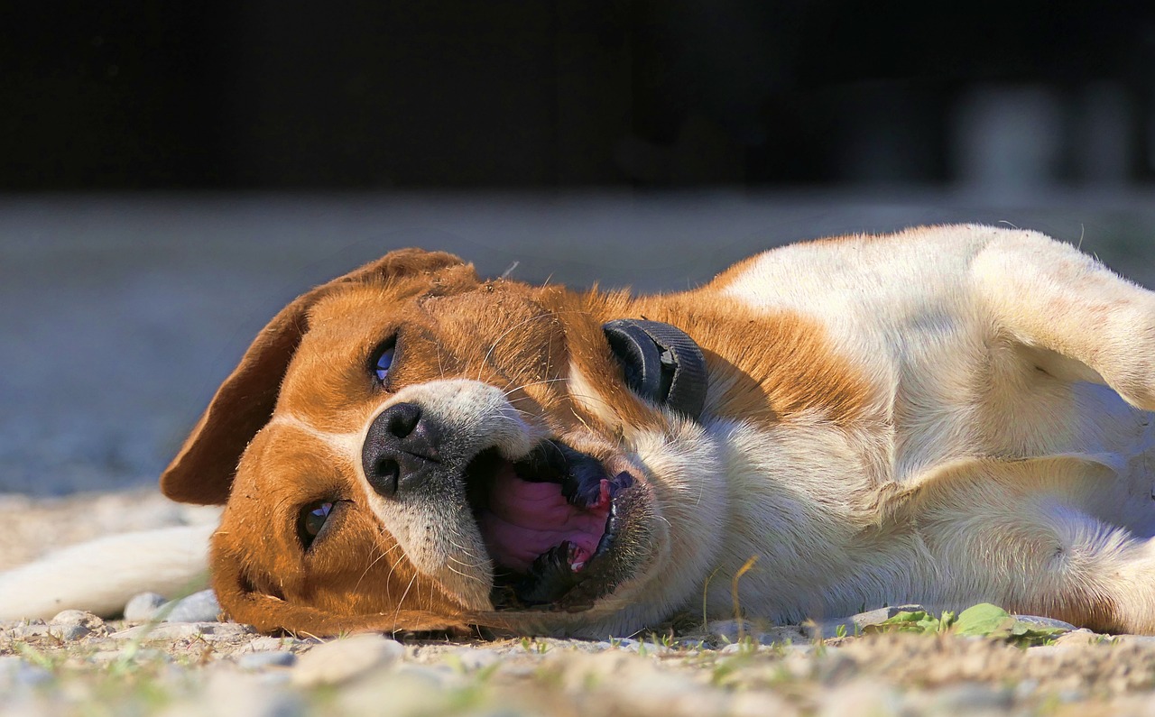 This Is What A Dog Yawn Really Means