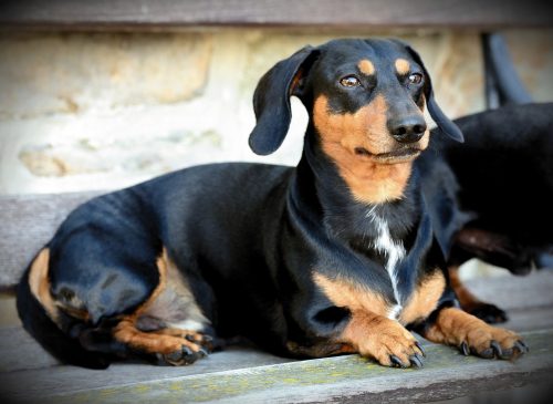 10 Best Dog Breeds Under 25 Lbs.