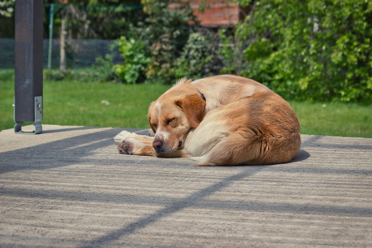 De betekenis van slaaphoudingen bij honden
