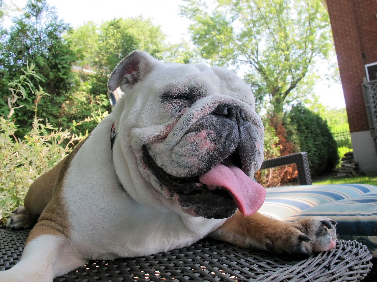Bulldog Lifespan – What to Expect & How to Help a Bulldog Live Longer