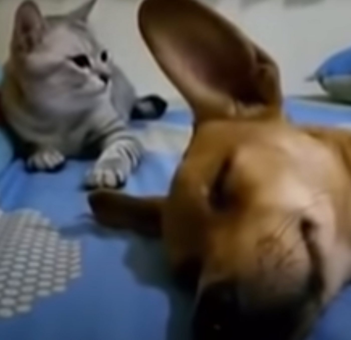 dog and cat playful story1