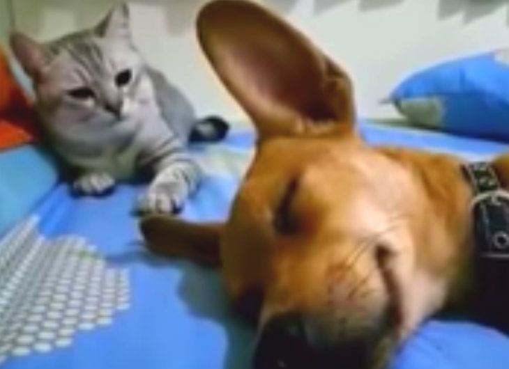 dog and cat playful story2