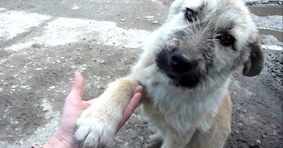 Street dog hands the rescuer her paw.