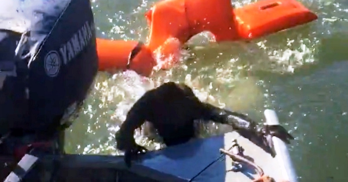 Fisherman Throws A Life-Jacket To Save Drowning Dog But It’s Not-A-Dog ...