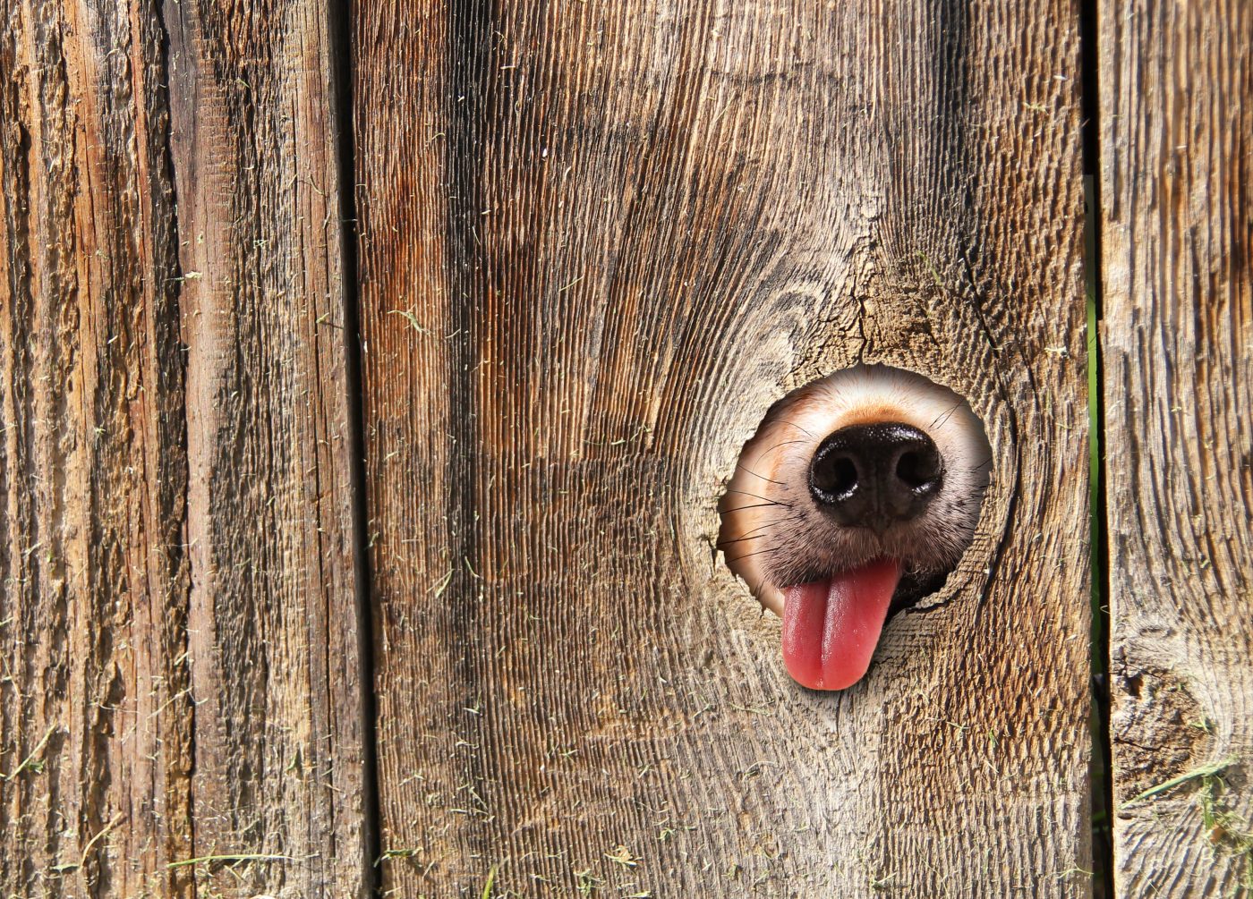 Dog Fence