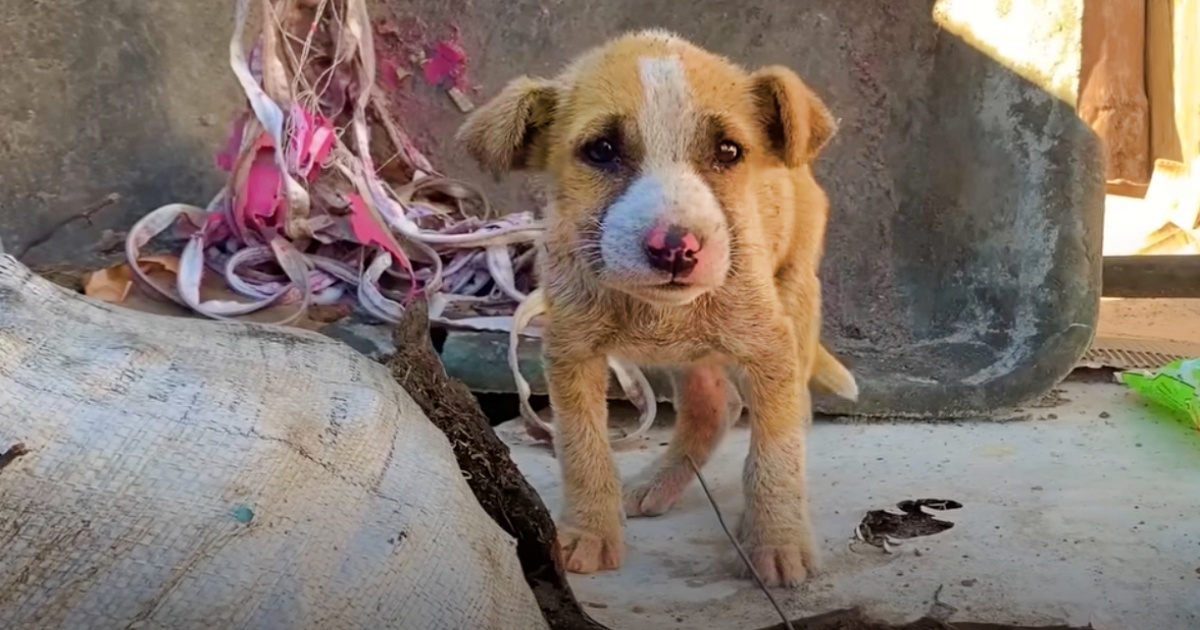 Family Flippantly Told Woman ‘Take Unwanted Filthy Puppy’ Cast Out In Dirt